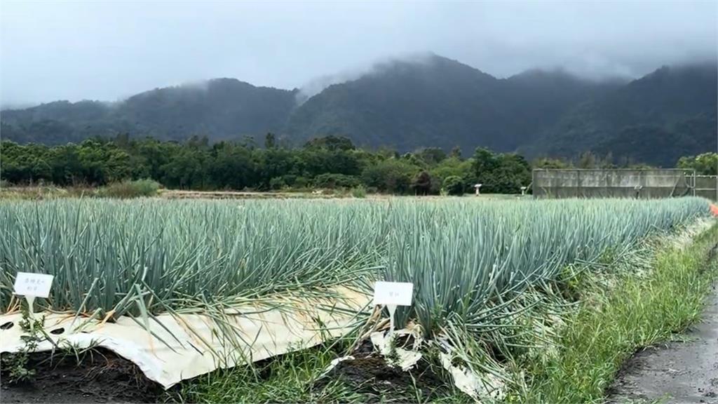 快新聞/白浪滔滔!樺加沙蘭嶼掀起大浪 宜蘭三星蔥農亟盼「久旱逢甘霖」