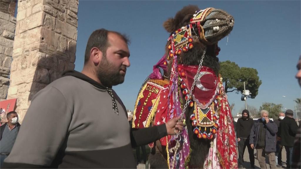土耳其「駱駝摔角節」登場　動保人士怒批：犯罪行為