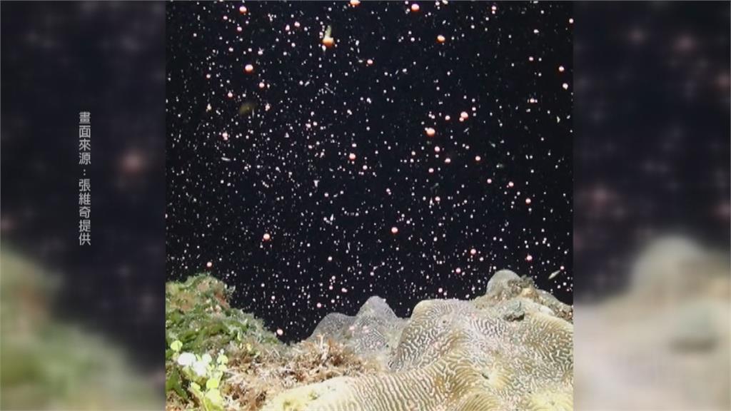 墾丁海底星空！　媽祖誕辰「珊瑚產卵大爆發」畫面曝