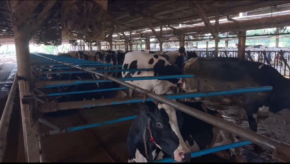 「牛乳零關稅」衝擊台灣生乳市場 「溫體牛」牛肉湯恐漲價?