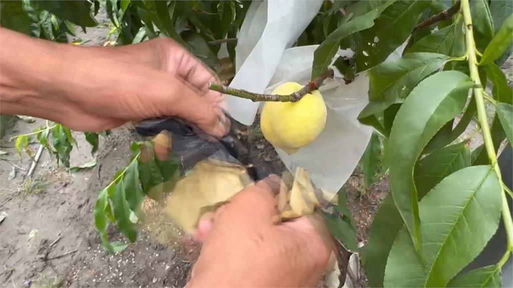 珍貴「金豐水蜜桃」二度遭竊 果農控:專業人士所為
