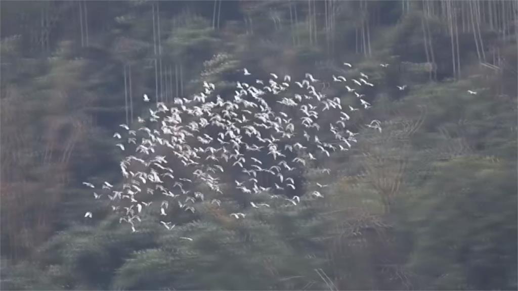 嘉義梅山太興村「萬鷺朝鳳」 黃頭鷺大軍南遷 掀賞鳥熱潮