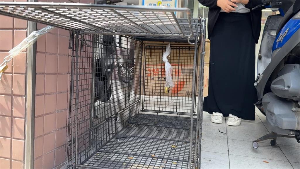 獼猴頻上門光顧「搶劫早餐店」 「翻箱倒櫃」店家超無奈