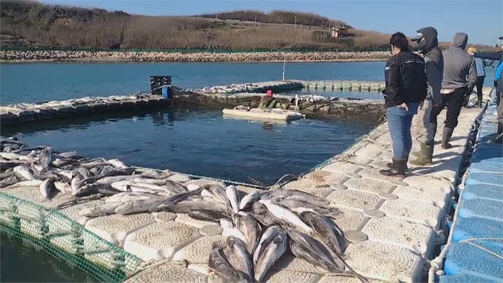 連日低溫凍死6千條海鱺魚 養殖戶慘損600萬