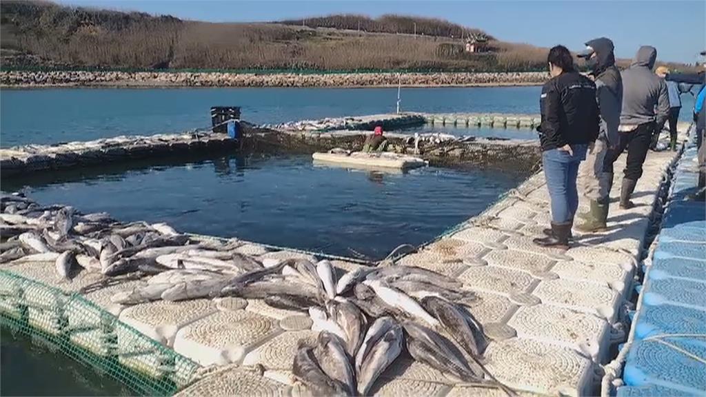 連日低溫凍死6千條海鱺魚　養殖戶慘損600萬