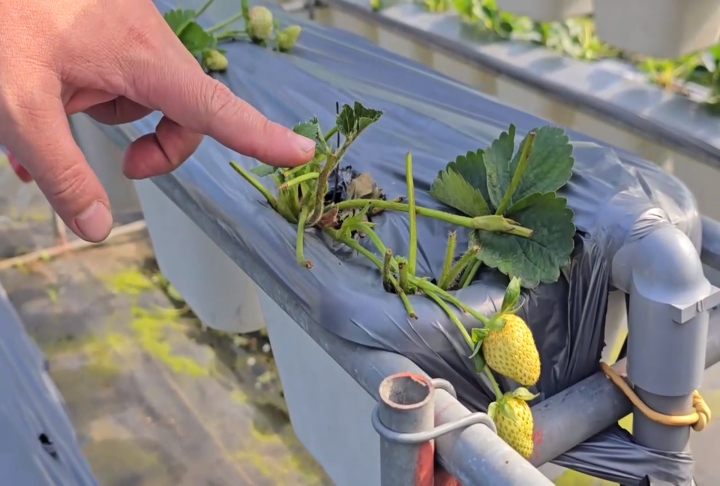 果園遭牛隻闖入「吃草莓、踐踏」　　新竹動保所將調查