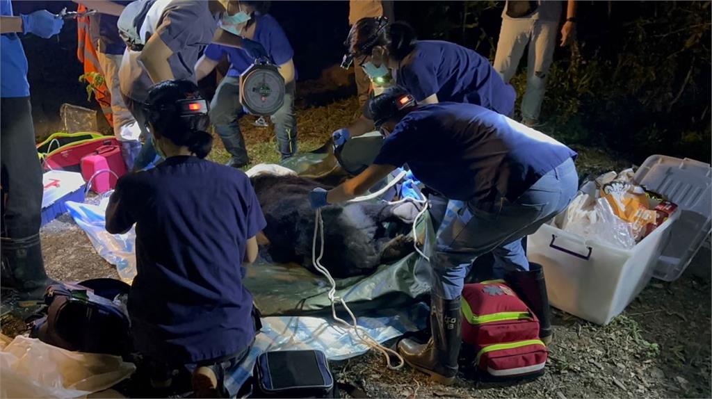台灣黑熊倒臥床板全身抽搐身亡　　研判誤食除蝸牛農藥「聚乙醛」
