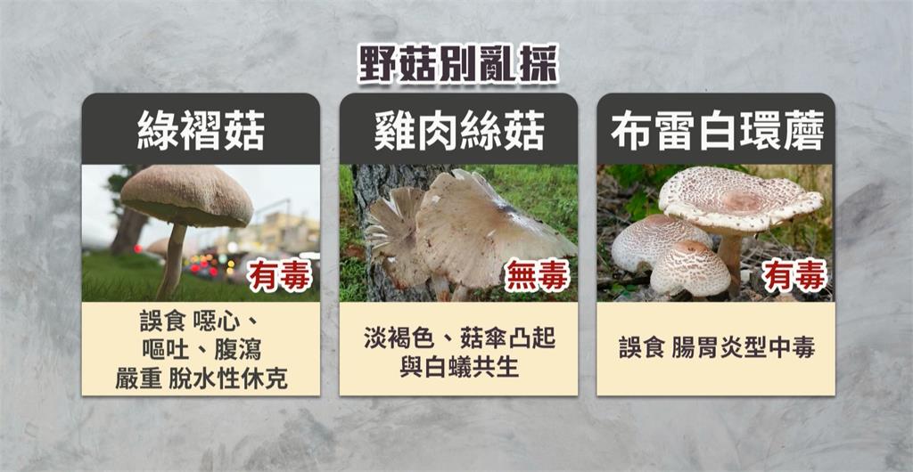 野菇別亂採！高雄分隔島「生菇」奇景　專家警告：有毒綠摺菇別亂吃