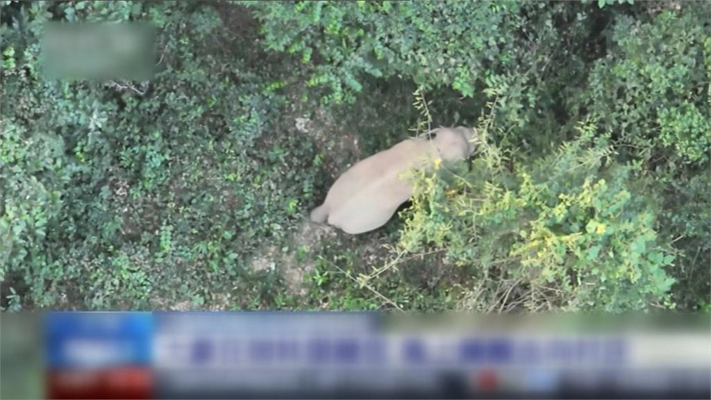 野生亞洲象現村莊周圍 無人機追蹤象群近距離接觸