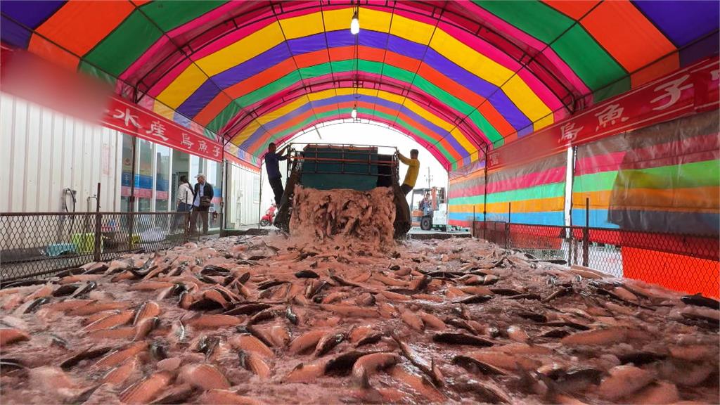 異言堂(影)/ 野生一定比較好？揭開烏魚子「台灣製」背後真相