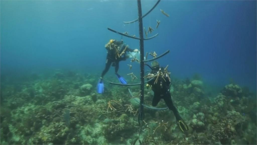 拯救垂死珊瑚! 潛水夫以廢棄水管搭建托育樹