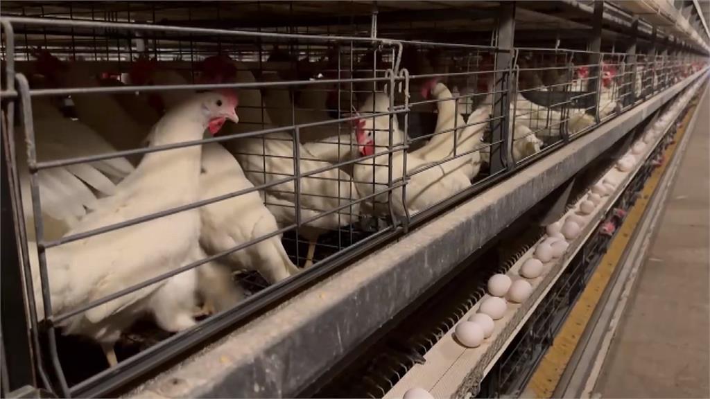 雞蛋生產過剩蛋價慘跌 養雞協會盼政府總量管制