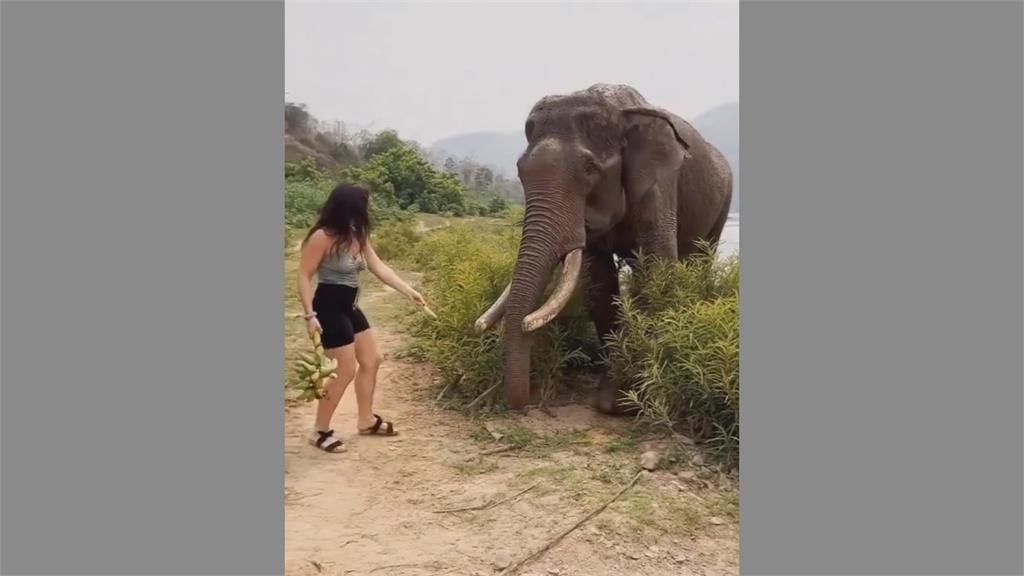 瘋狂捉弄！女子手持香蕉「要餵不餵」引誘大象　下秒慘遭撞飛嚇壞眾