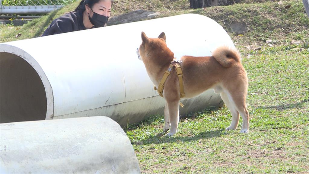 盧秀燕的「老闆」現身鏡頭前　愛犬路易超愛秀萌翻眾人