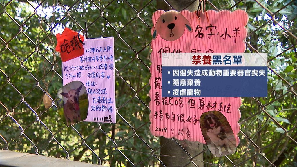 未繫牽繩害寵物狗遭撞失明 飼主被列入「禁養黑名單」