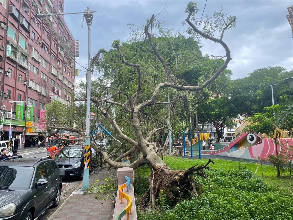 快新聞／颱風強風釀災！ 板橋路樹遭吹倒「斷枝砸傷女畫面曝」