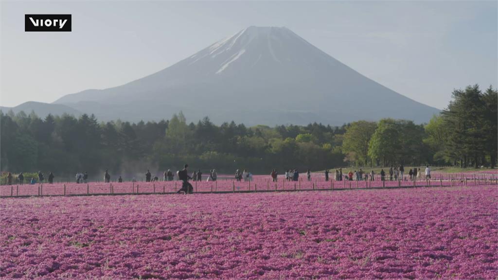 日本芝櫻祭登場！　富士山下50萬株芝櫻滿開