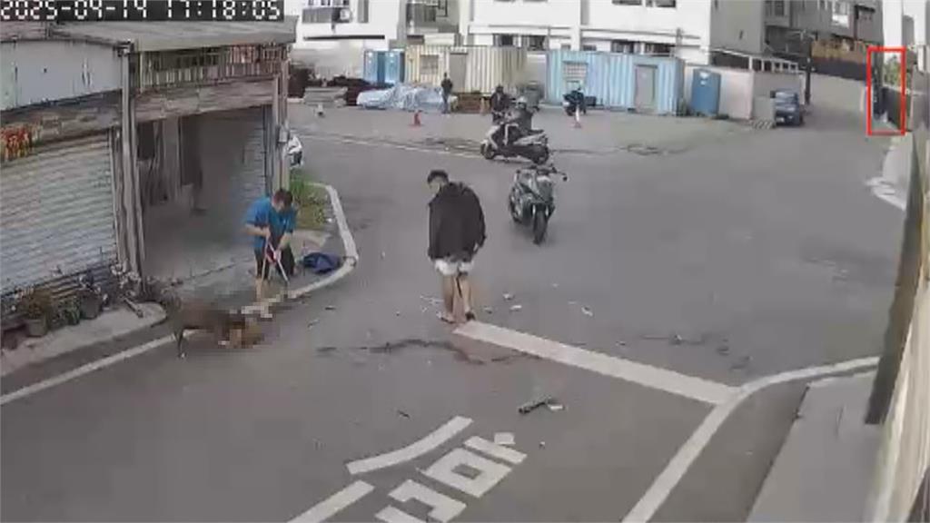 柴犬散步慘遭比特犬撕咬10分鐘!路人亂棍救援「2狗雙亡」80秒影片曝