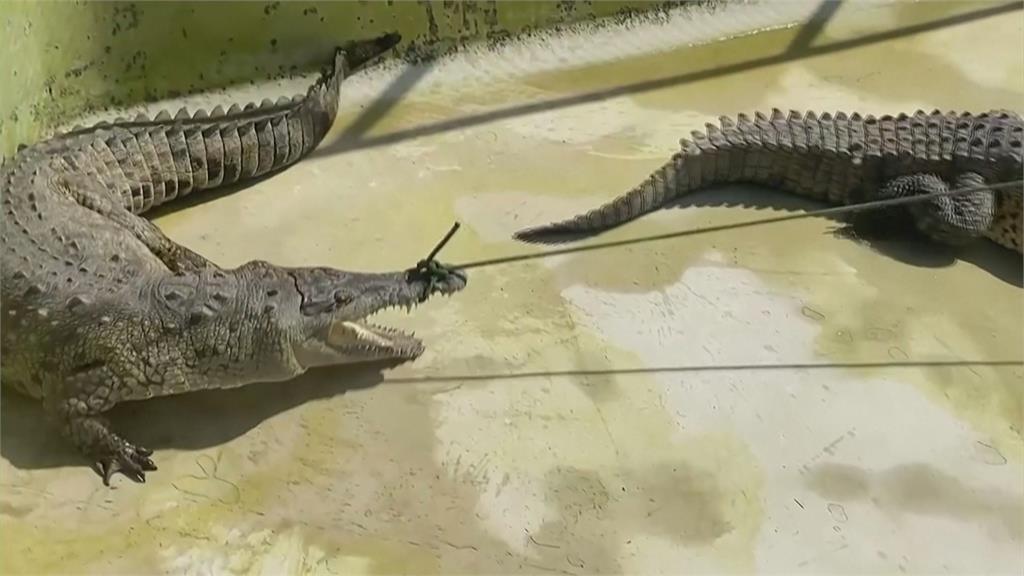秘魯動物園「上百公斤」鱷魚體檢 園方出動「16名壯漢」戒備支援