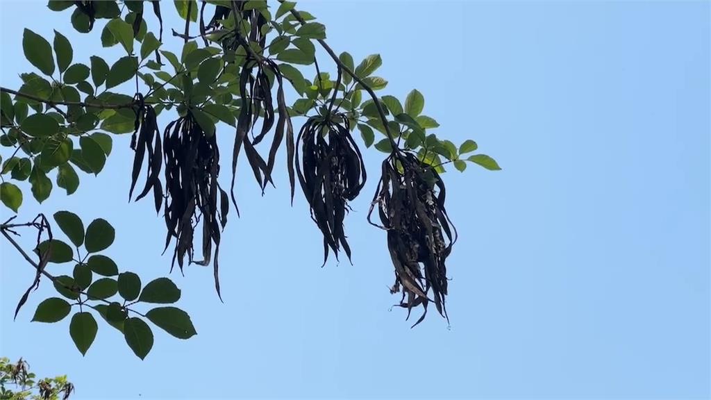 「蜘蛛怪」現蹤雲林? 專家解答:它「風吹移動」