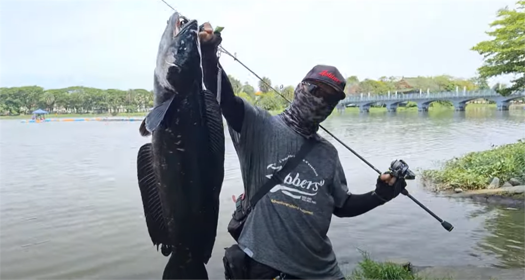 潭中惡霸「80公分巨型魚虎」出沒高雄蓮池潭!釣友猛力狂拉10分鐘