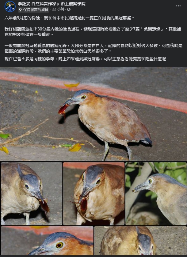 台灣常見「大笨鳥」30分鐘狂嗑7小強!網見「蟑螂剋星」狂讚:我的超人