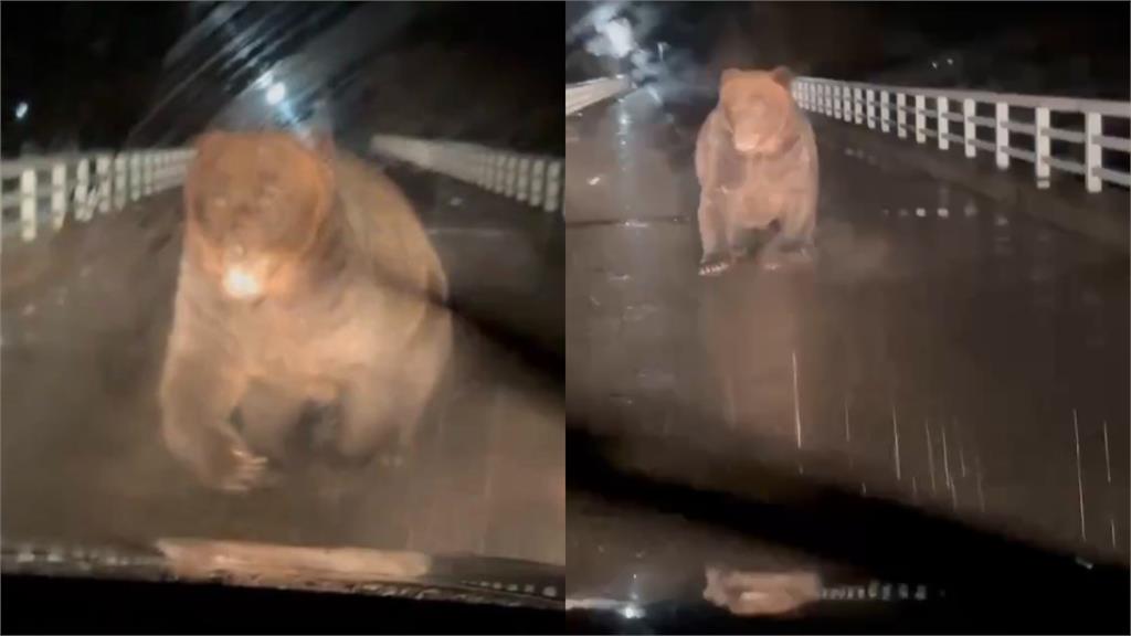北海道牧場驚曝6秒「棕熊追車」影片!引擎蓋慘被「一掌拍凹」員工急逃命