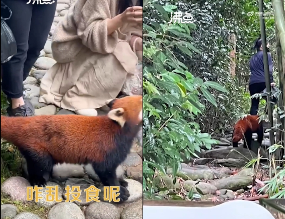 無視動物園規定！中國男抓女童手「餵小熊貓零食」…網怒了：根本謀殺