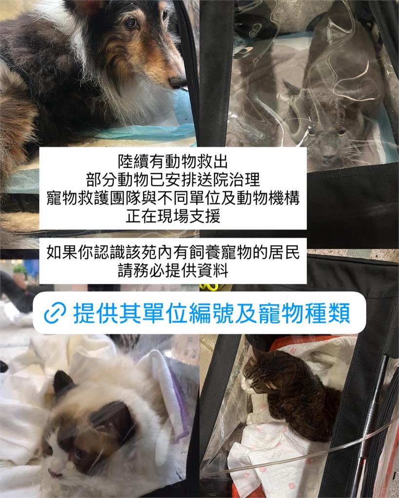 香港大火/宏福苑惡火150隻「毛孩」待援!百名爸媽淚求:我家貓還在裡面