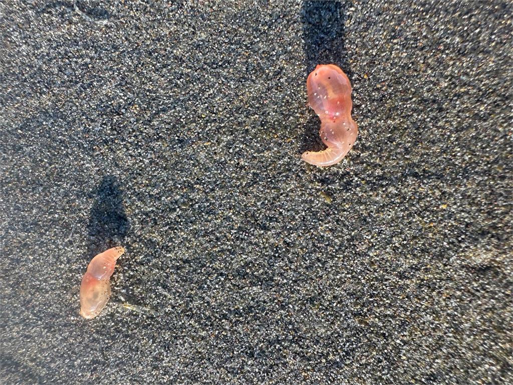 海灘驚見數千隻「粉紅膠狀生物」!美專家揭「美麗奇景」真相:很罕見