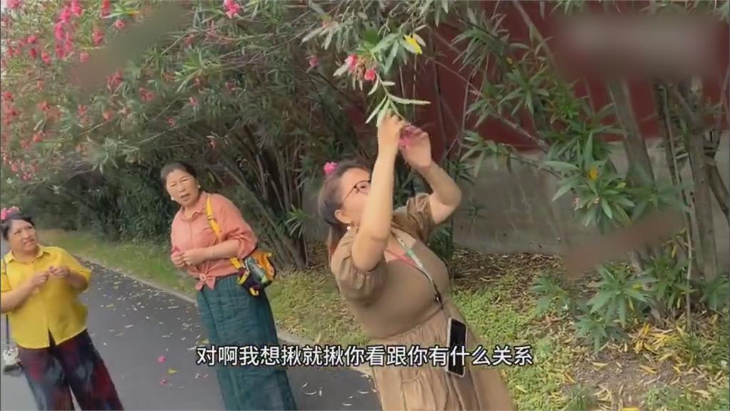 態度囂張！中國大媽景區內狂摘花被勸阻　惱羞怒嗆：又不是你種的