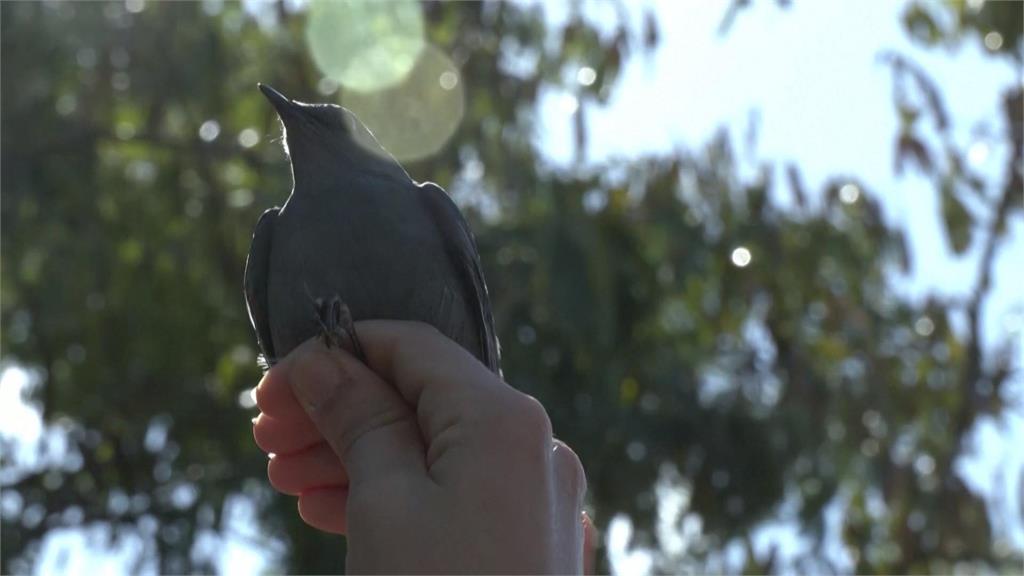 候鳥如何飛越大半個地球遷徙？　鳥類學家安裝「無線遠測器」解開謎團