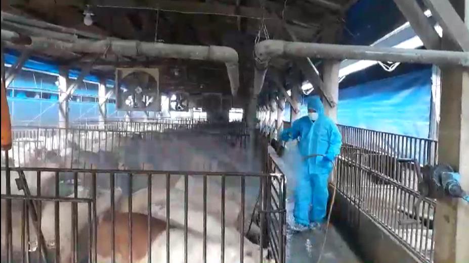 死豬三聯單「數據有落差」疑竄改! 台中檢方赴環保局釐清