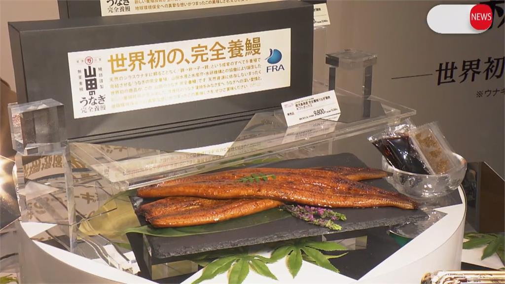 全球商業化首例!「完全養殖」鰻魚開賣 高市早苗搶先試吃