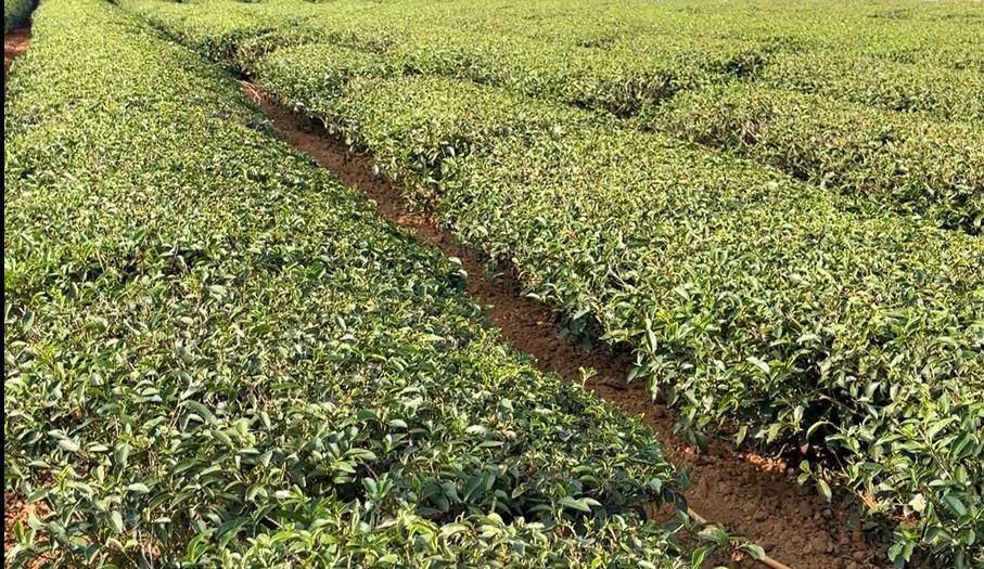 郭台銘2023拚大選幫賣茶　貿易商遭控吞茶農款項終落網