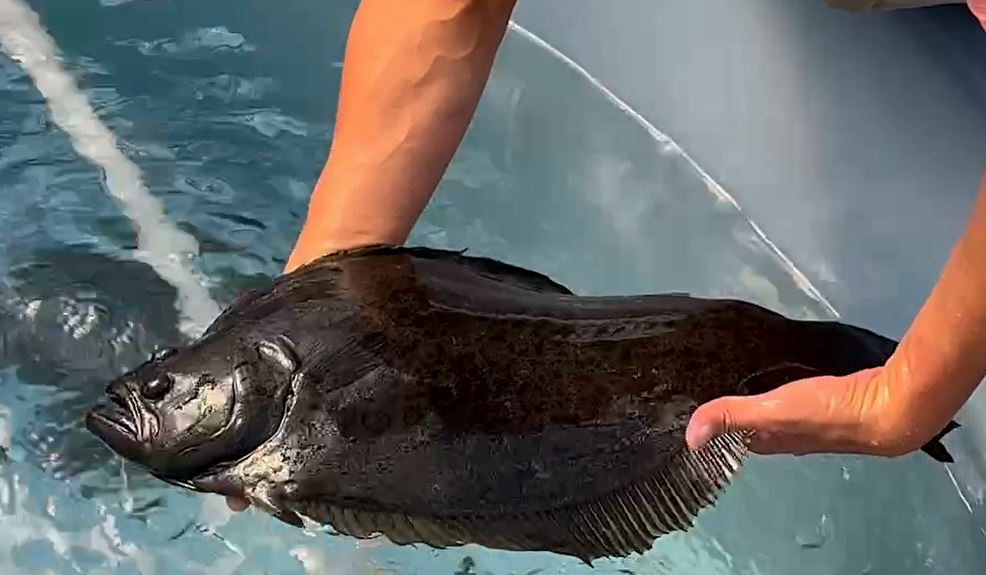 台東深層海水養殖技術　養出Q彈口感比目魚　