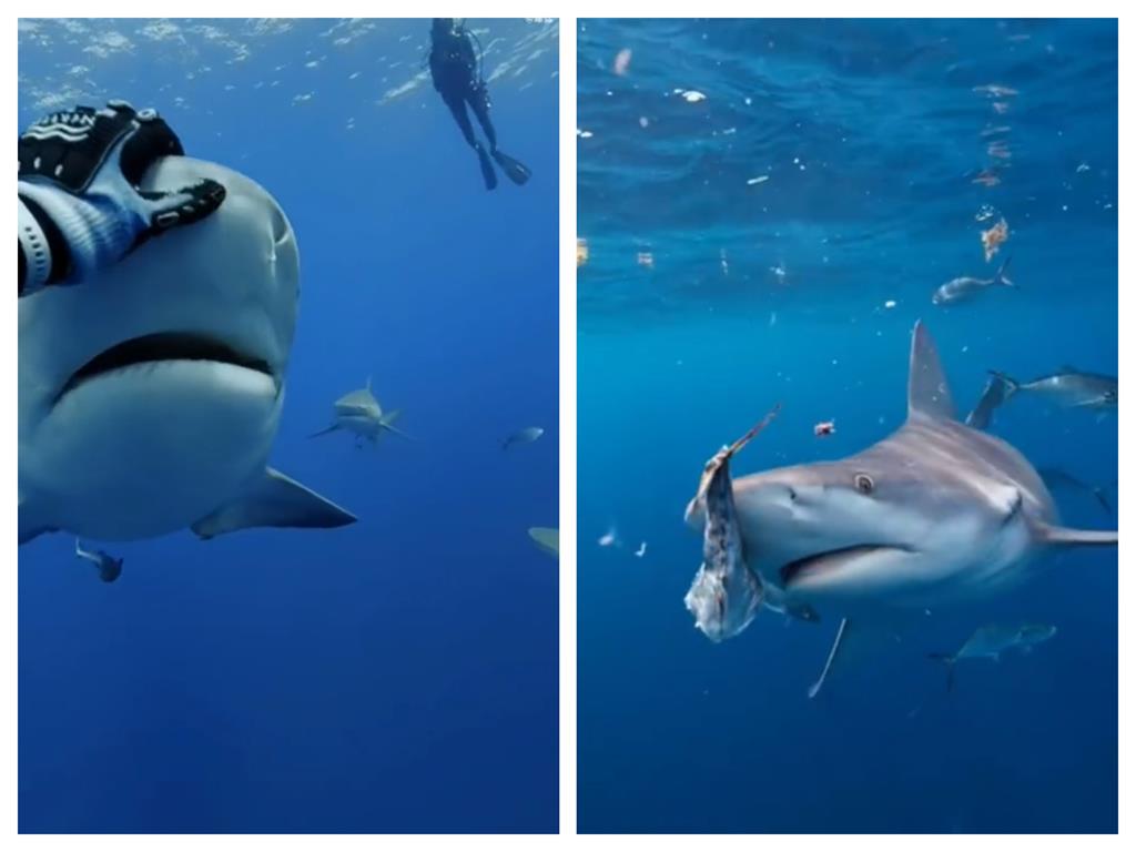 潛水員「海底外送」遭10多隻鯊魚包圍！牠1舉動融化全網：太可愛