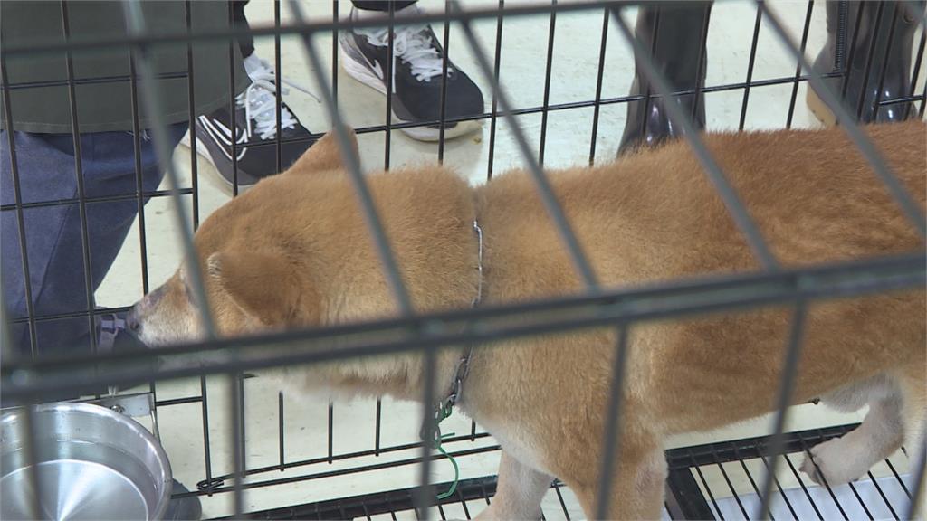 苗栗人人犬舍毛小孩遭割聲帶 首波85隻開放認養