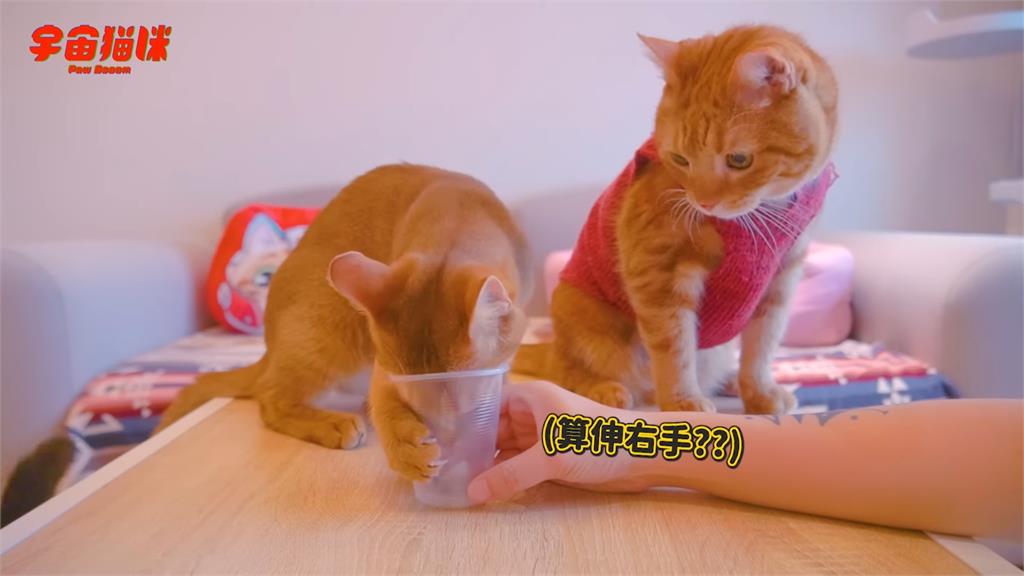 飼主「測貓咪慣用爪」!3喵皇率先伸頭讓網笑:都是頭撇子