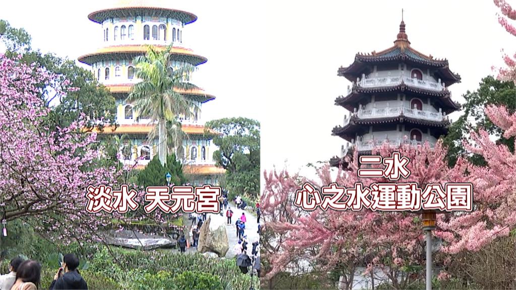 彰化版天元宮! 二水花旗木盛開 春遊踏青好去處