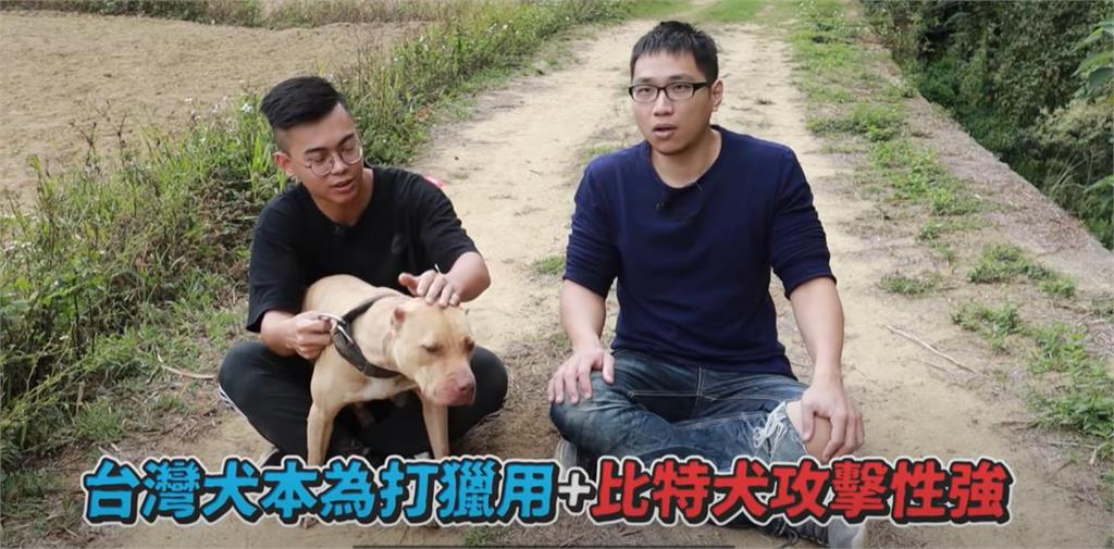 比特犬攻擊事件頻傳!達人曝純種特性揭台飼主「愛混種1類狗」:很兇