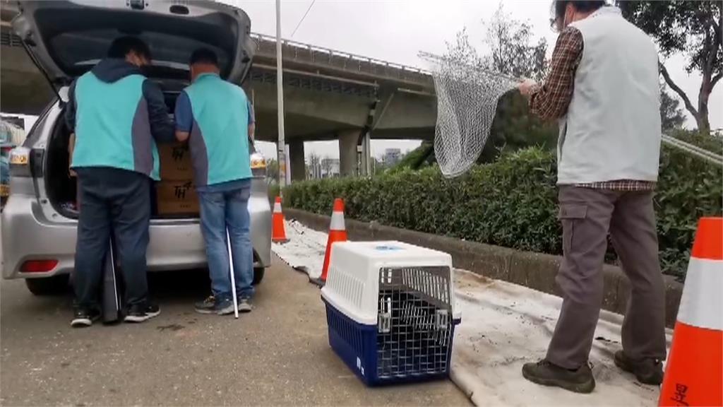 「狒」盡心思抓不到! 脫逃狒狒現蹤新屋橋下「又跑了」