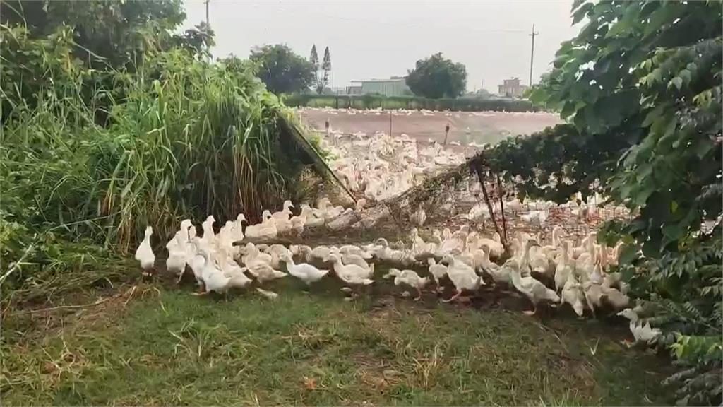 斗南馬路鴨子大出逃！　員警防意外化身趕鴨達人
