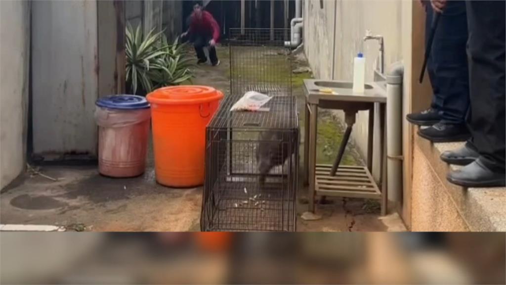 桃園大街野生山豬亂竄！　員警靠「它」成功收服山豬