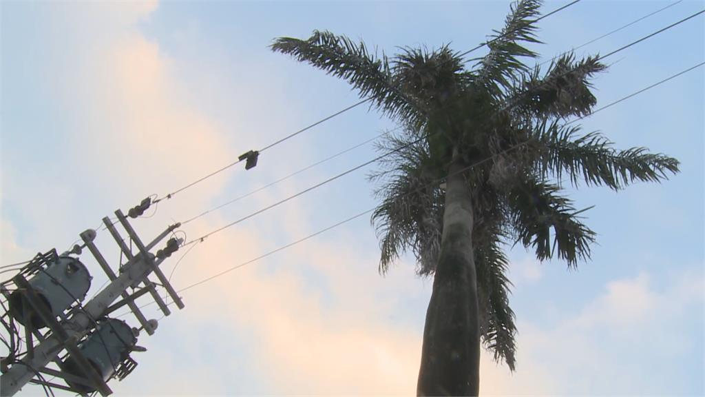 「大王椰子樹」枯枝掉落 電箱爆炸害校園大停電