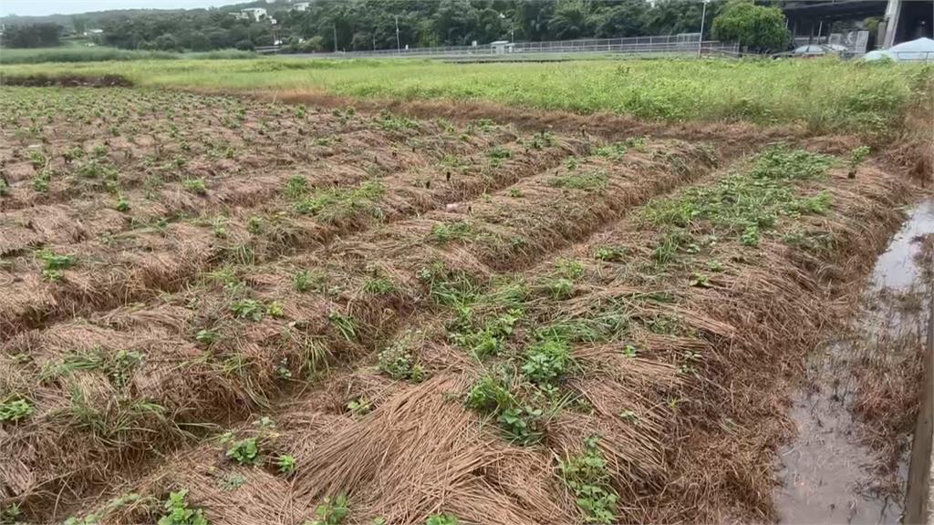 苗栗銅鑼鄉高溫強降雨　杭菊受損枯萎、黑化損失近一半
