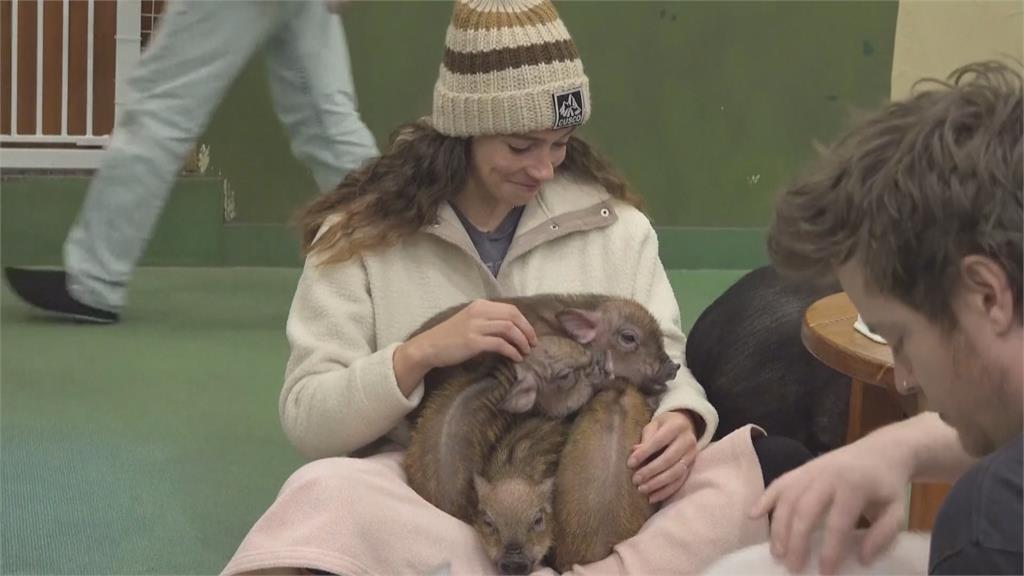 日本寵物咖啡廳超夯！　具衛生隱患　恐沾上傳染病