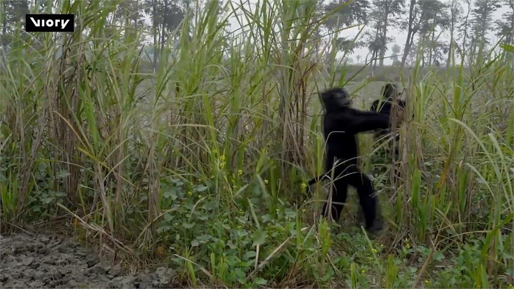 阻止動物來偷吃！　印度農民穿黑熊裝大吼嚇猴子