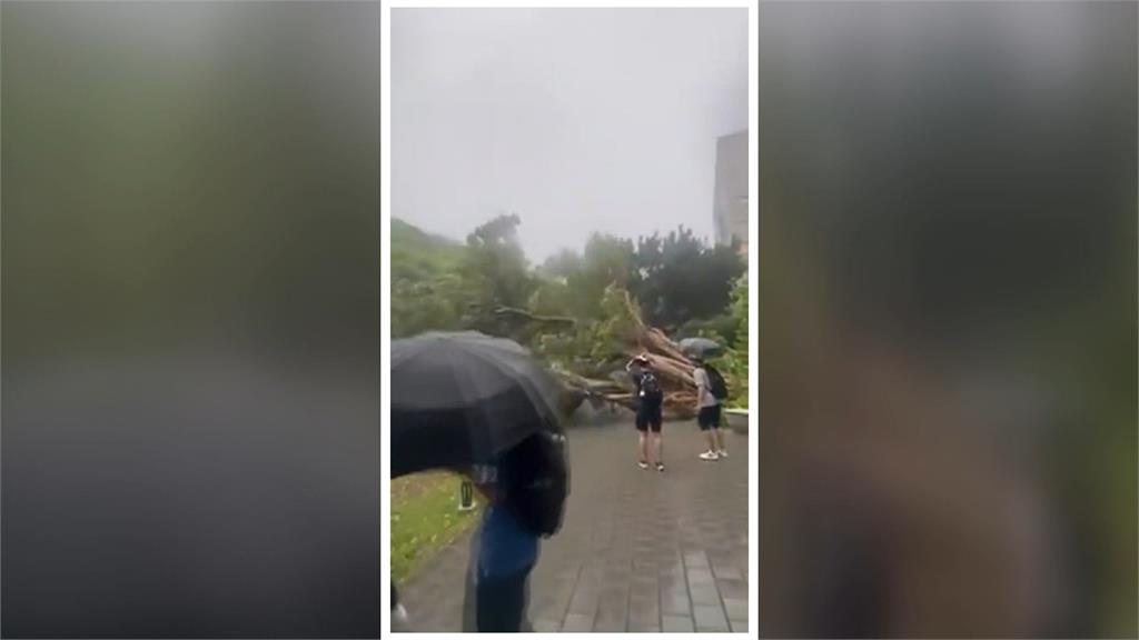 風雨太大吹斷中原大學樹木 驚!2男同學險被砸中