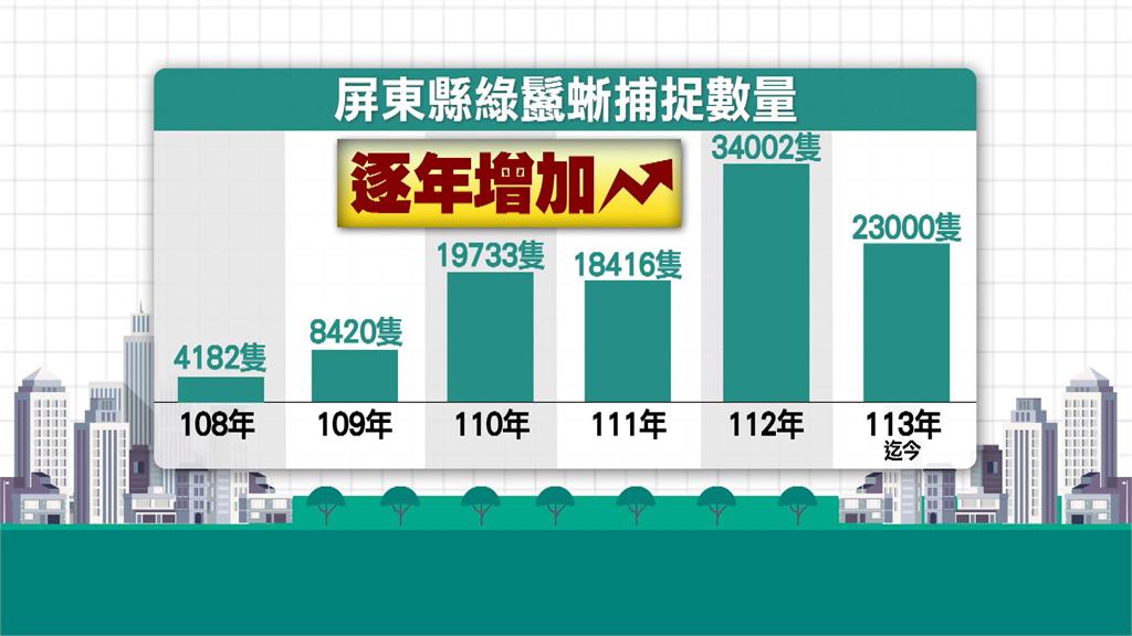 抓不完！　屏東去年綠鬣蜥捕捉3萬4千隻創歷史新高